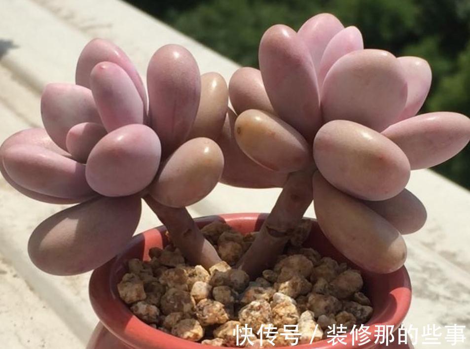 多肉植物里的“仙女”桃蛋,居家盆栽,该注意什么地方?
