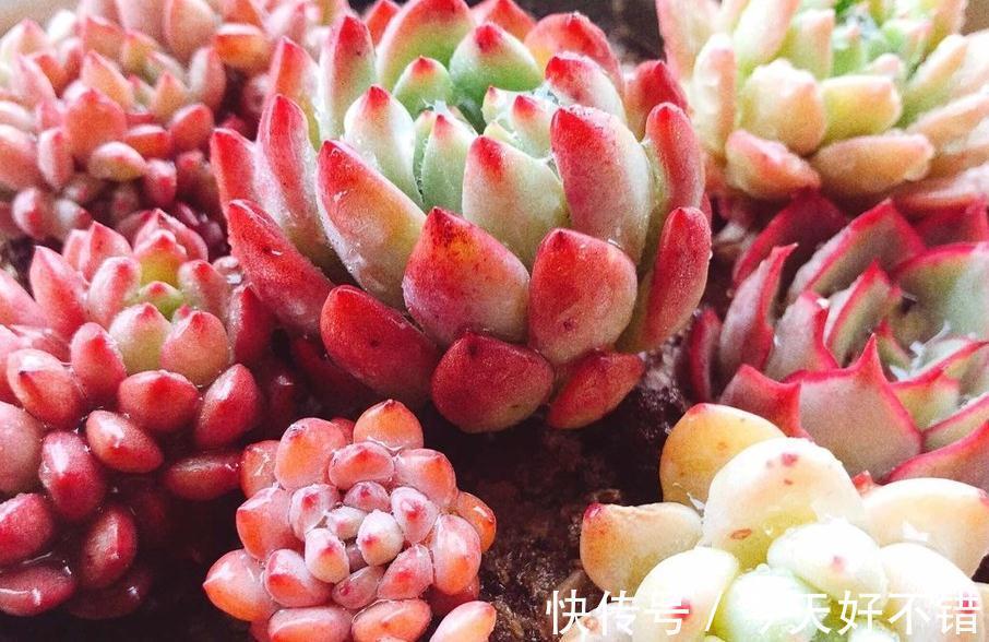 多肉植物爆盆的6个小技巧,养护多肉简单实用,让肉肉越长越密