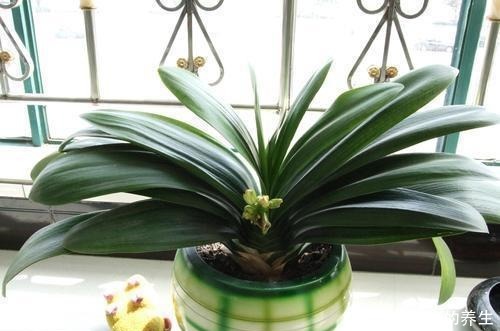 夏天养君子兰,记住“两不能”,养成好状态,入秋就开花!