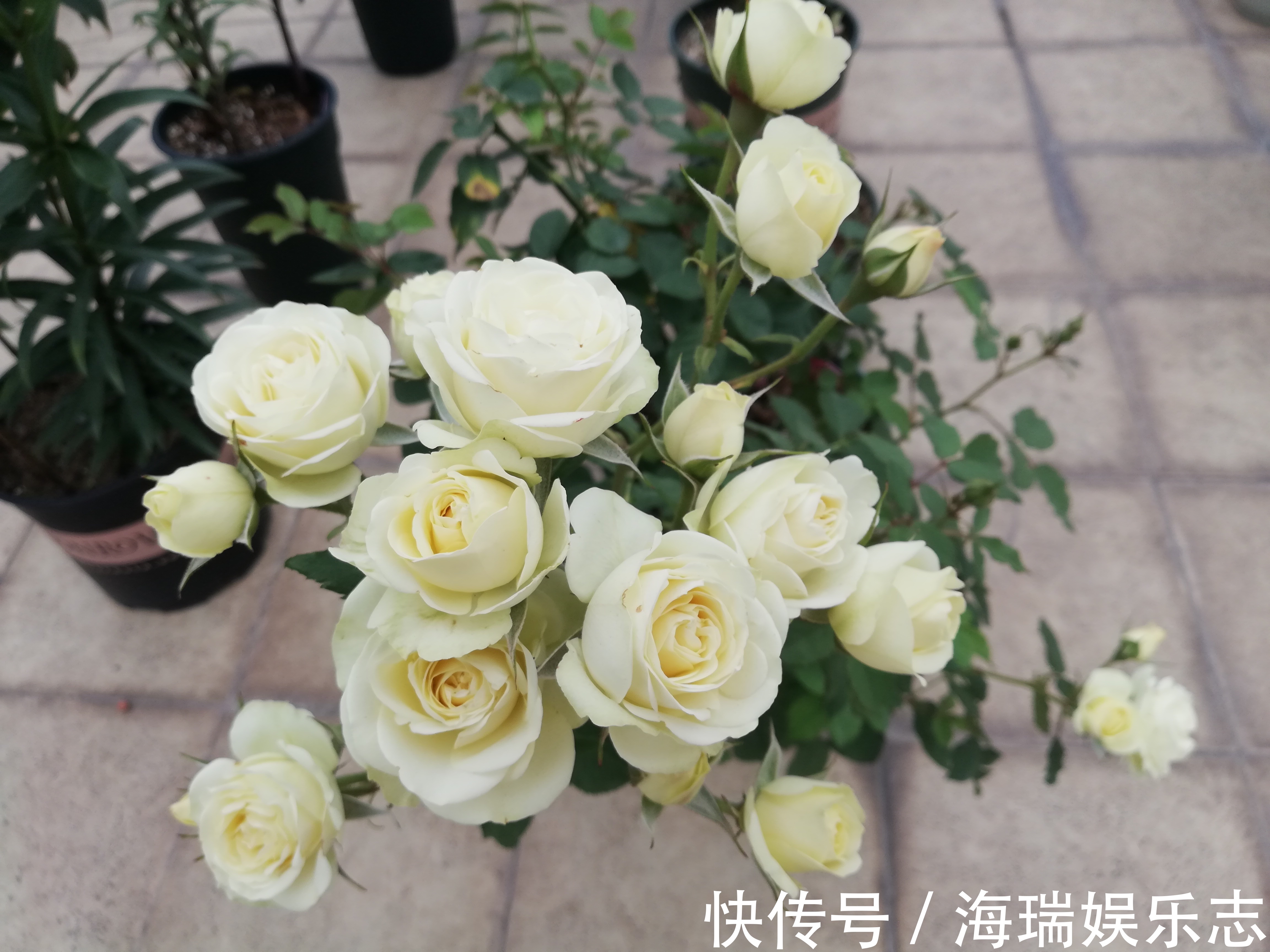 蓝雨|夏季最好养的花,丢土里就能活,春节时开花,花朵漂亮,花香四溢