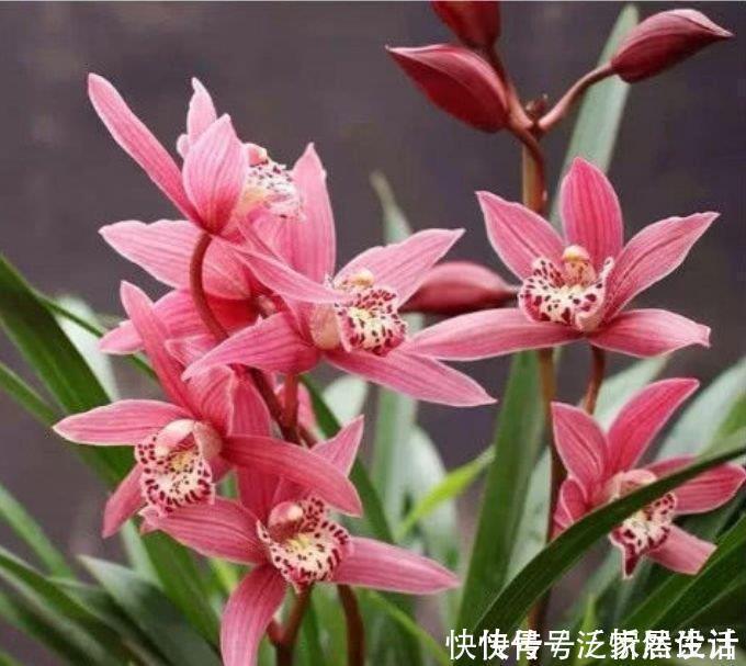 花海|4种花养家里,满屋飘香,比香水还好闻,给你一片花海!