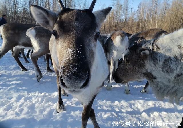 兴安|兴安驯鹿走出大山