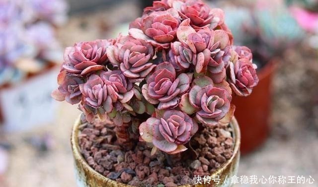 大明星|5种多肉名字太洋气,听起来就像大明星,养在家里“倍儿有面”!