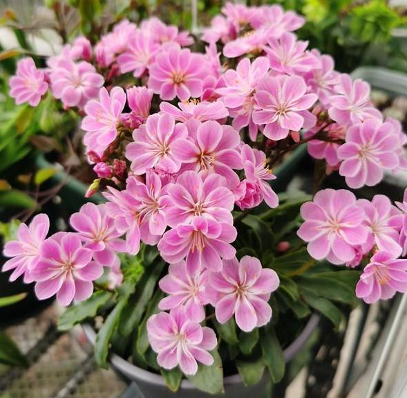 多肉根系|多肉好看、养护却是大问题,掌握5个小方法,盆栽越长越好