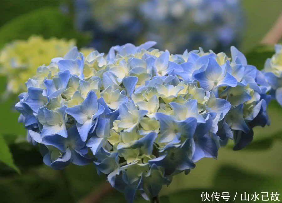 小苗|绣球花的养护重点,注意这些点,也不是很难养