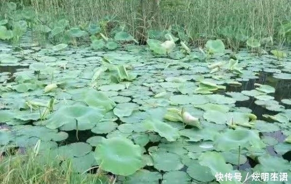 水塘|鱼口轻时不好钓那也要看线组如何搭配,如何调漂