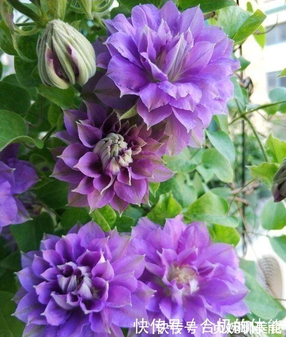 小花|她在小院子里种了一种花，开花独特又漂亮，路人都说“头回见”！