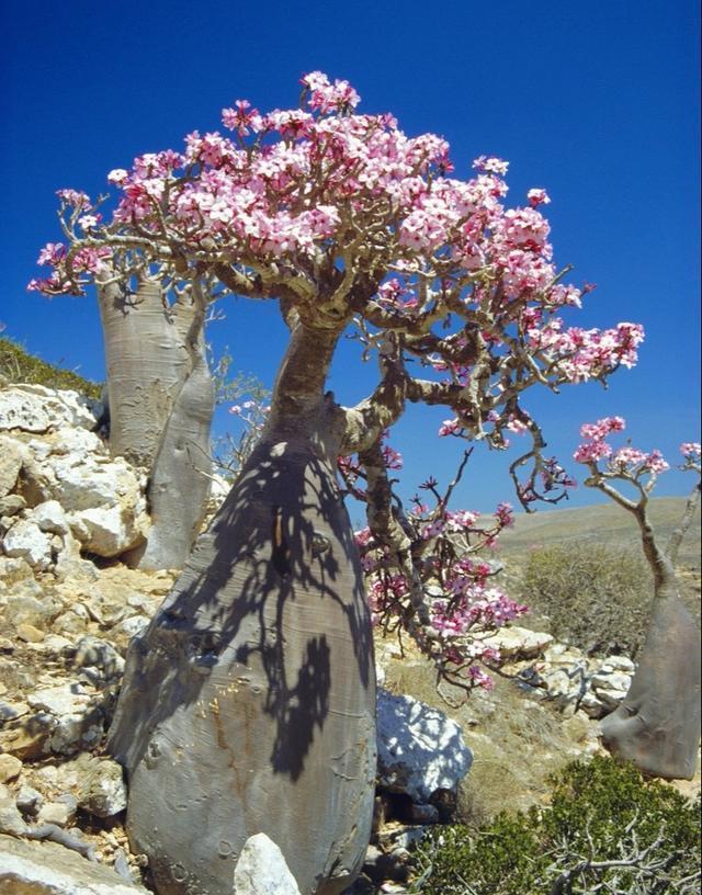 光照|沙漠玫瑰不开花简单“4步”操作,30天开成“玫瑰树”