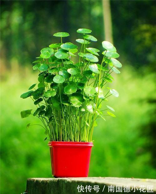 钱串子|3种花名字带“钱”寓意好，还是净化小能手，吉祥又健康