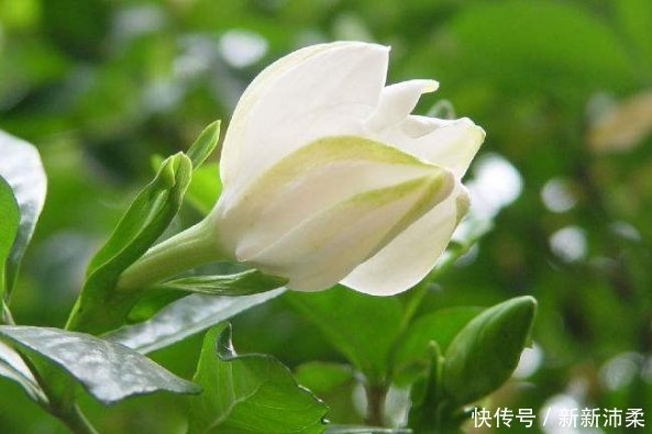 花香|喜欢养花,就养这5种花,不仅花香浓郁,“颜值”特别高