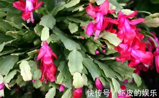 冬天蟹爪兰疯长很简单,注意这3点,整个冬季嗖嗖开花