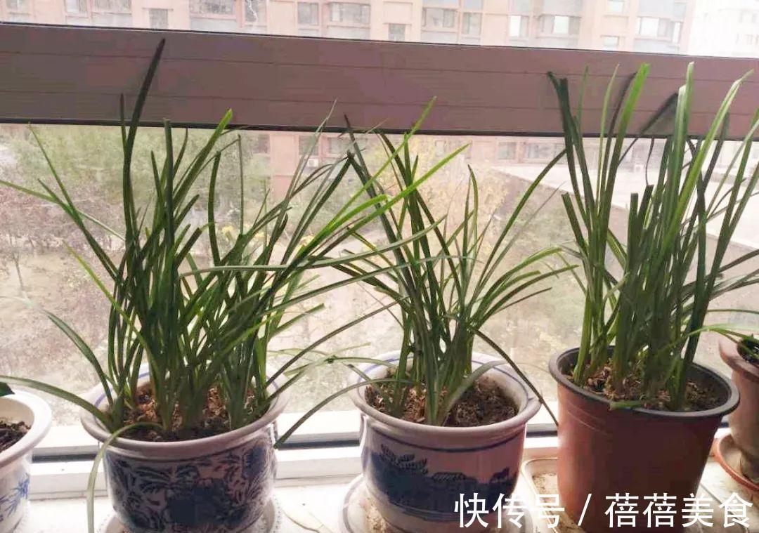 这花先别搬进屋,放外面冻20天,很快就开花