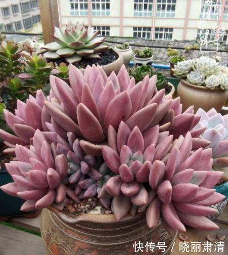 11月养6款多肉,服盆快上色美,养成群生肉墩子,适合新手