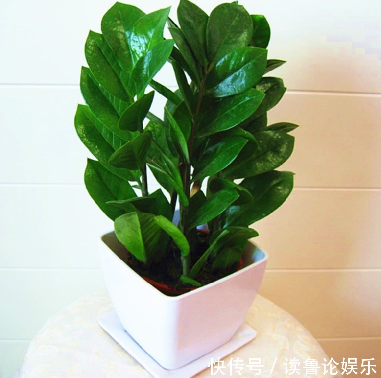 对流|不知道金钱树有3怕2喜，只会越养越差，枝叶稀疏、不长新芽