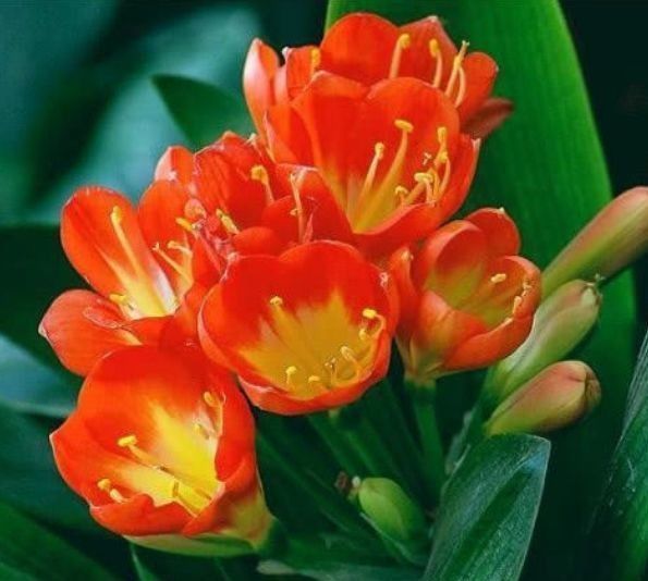 美爆|5种漂亮花,好打理易爆盆,花朵烂漫迷人,美爆了