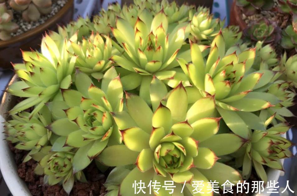 冬天养多肉观音莲,避开这4个误区,搁室内盆栽就能安全过冬