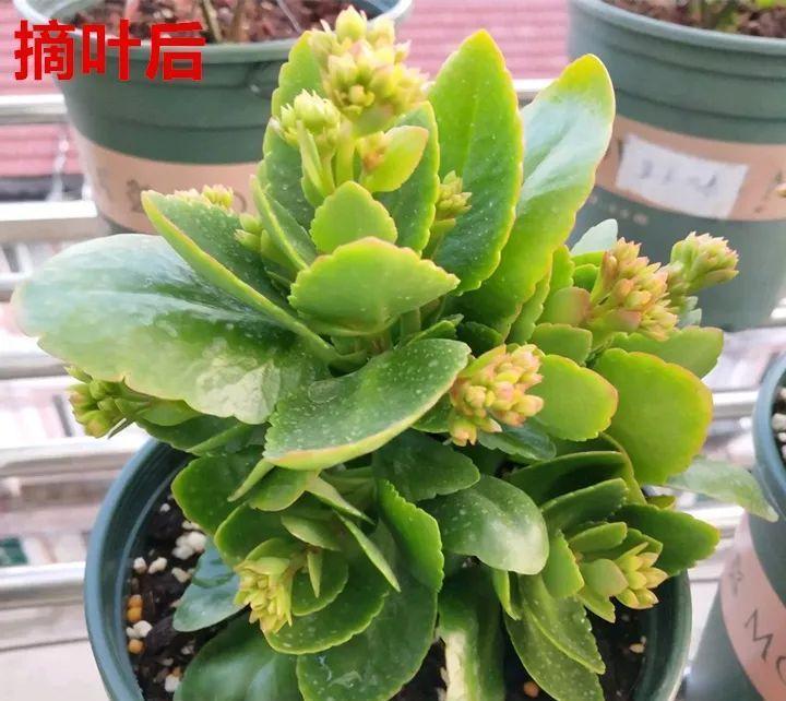 花苞|家里有这花,赶紧掐叶子、剃平头,剪完立马冒花苞