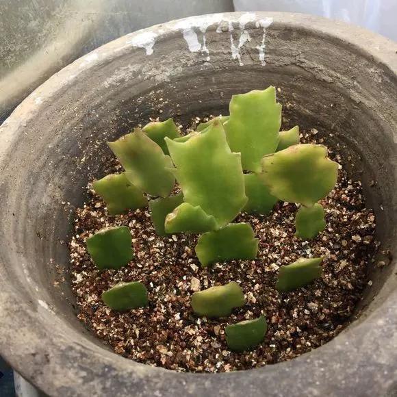 太阳花|5种花快扦插，生根超快，1周长出大白根，新手也能插得活