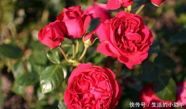 25款包子型月季,花开永不败,大花好养又丰花,新手推荐种植!