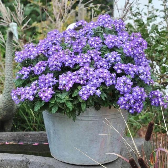 株型|最爱晒太阳的8种花，越晒开花越多，阳台养几盆，开花成海