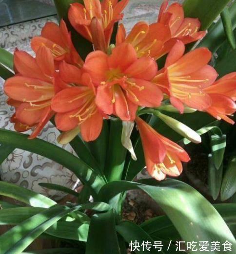 11月君子兰出现“3征兆”,及时做好养护,快速上箭开花丰满