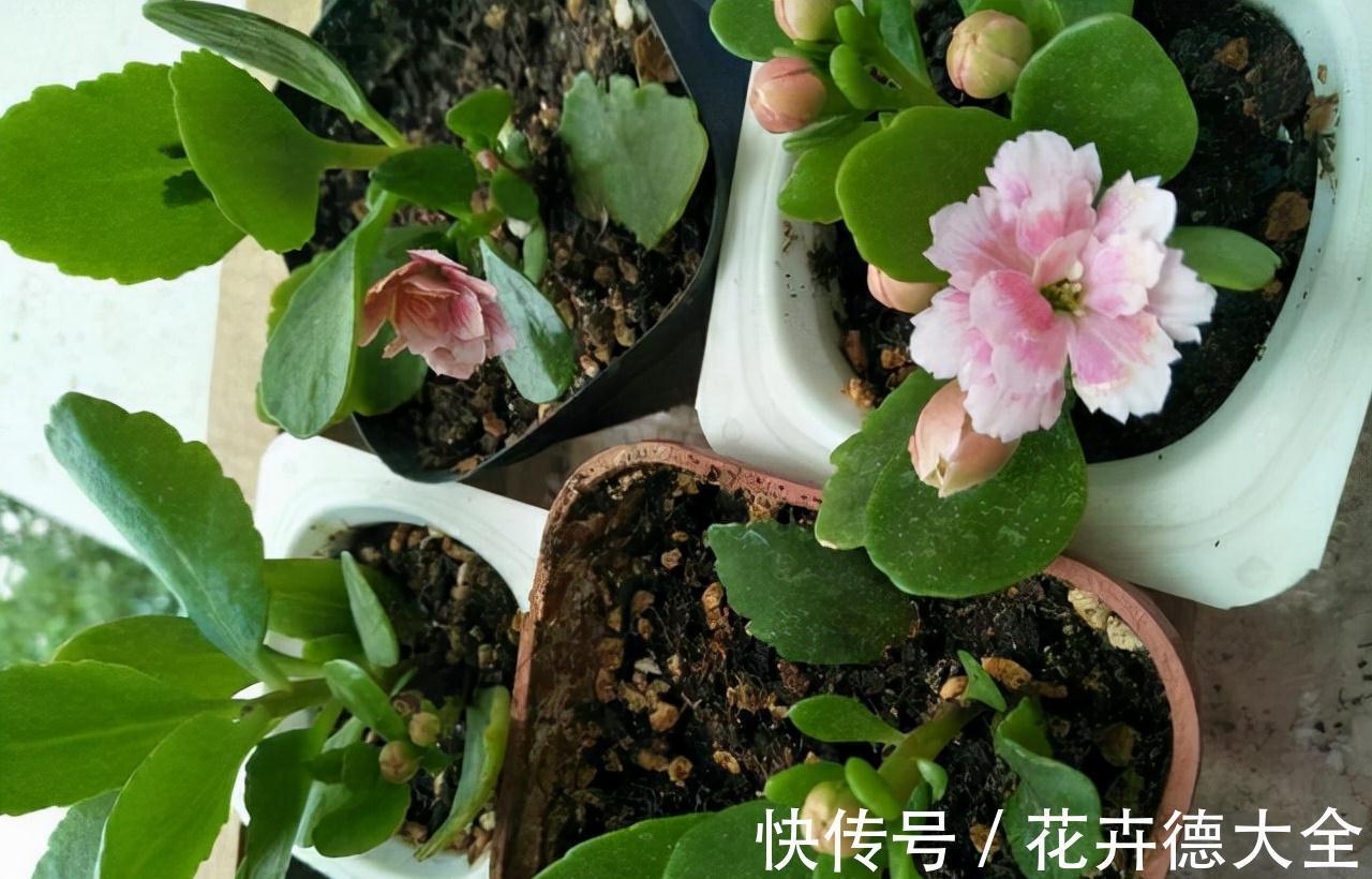 小吊兰|9一10月，别忘记“扦插”这些花，“温度”适宜利于生根