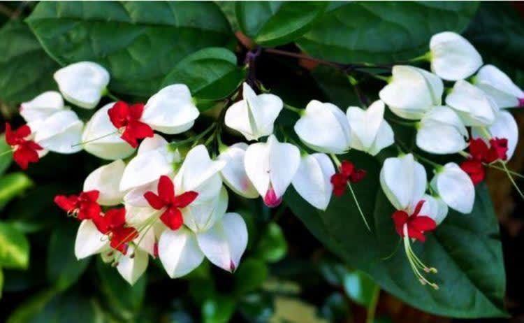 硫酸亚铁|超漂亮的4种花，好养不占地，花型独特，一片醉人花海！