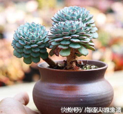 多肉植物|养棵多肉蓝姬莲,块头大长势旺,还很容易爆盆,适合新手