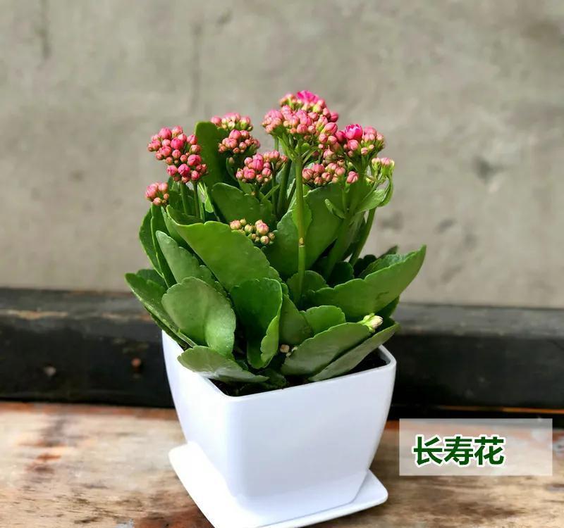 养长寿花要心狠,关进小黑屋,花苞满枝头,让它不开花都难