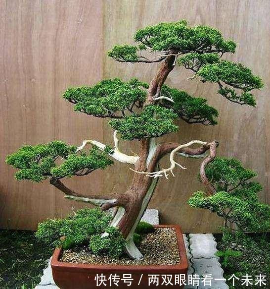 松柏类|3种名贵盆景山上遍地有,教你养护技巧,个个价值高造型佳