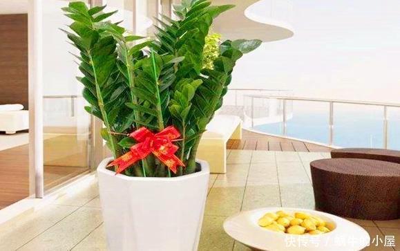 盆栽金钱树,冬末多关注这几个地方,绿叶新芽冒不停