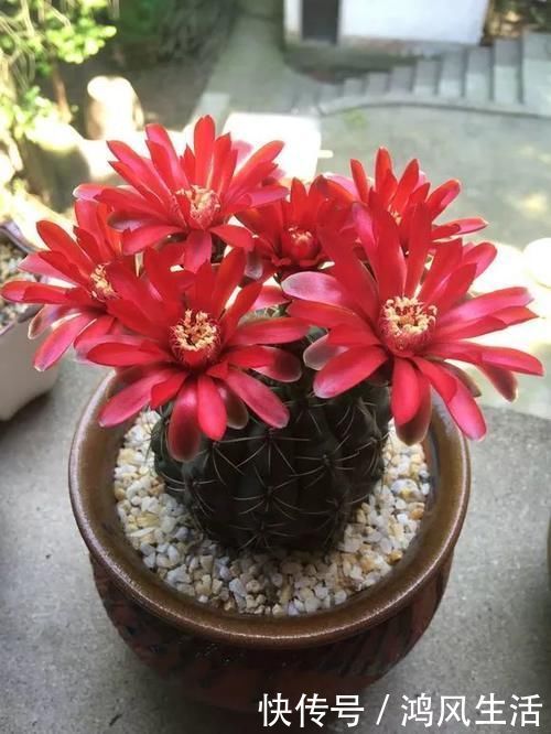 绯花玉|6种花就怕浇水多,水一多就不开花,少浇水反而开得旺!