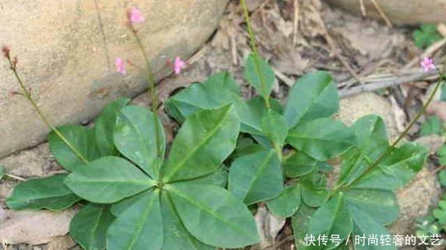 它便是珍贵的“土人参”,告诉村里人,目前80元一斤,别忽视!