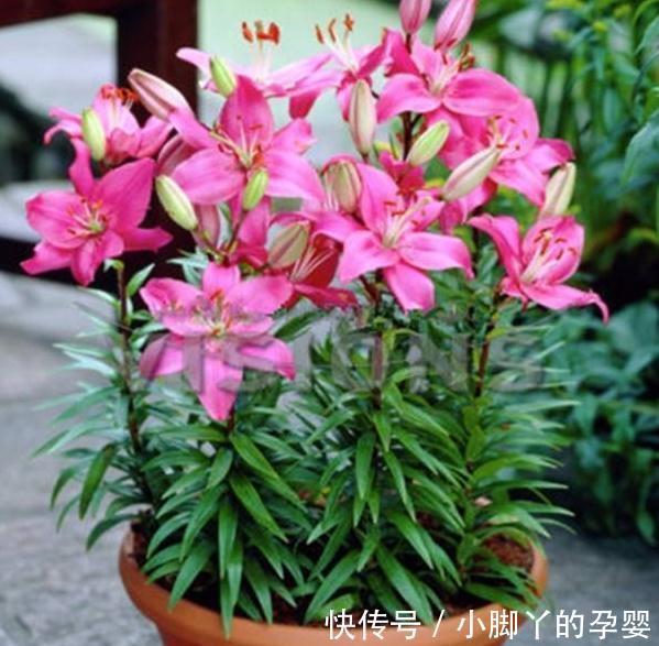 吃剩的3种垃圾别乱丢,拿来养花肥效足,叶片常年绿油油