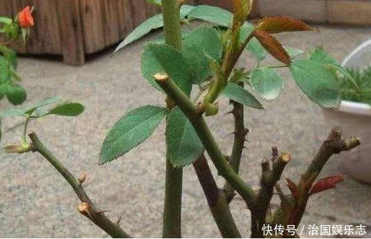 月季花|月季有个“生长开关”，长出“这种”枝条别乱剪，2周花朵爆满技