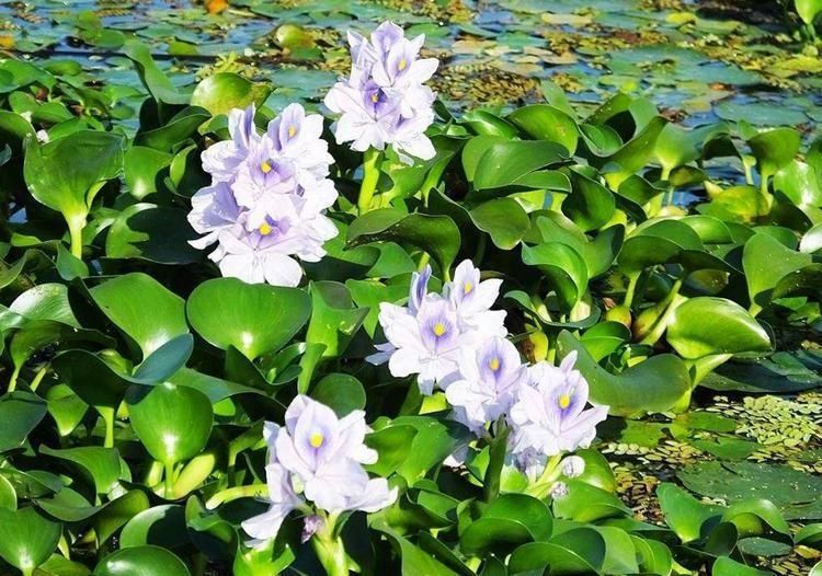  速度|凤眼莲就是水葫芦，开出蓝紫色的花，繁殖速度很快