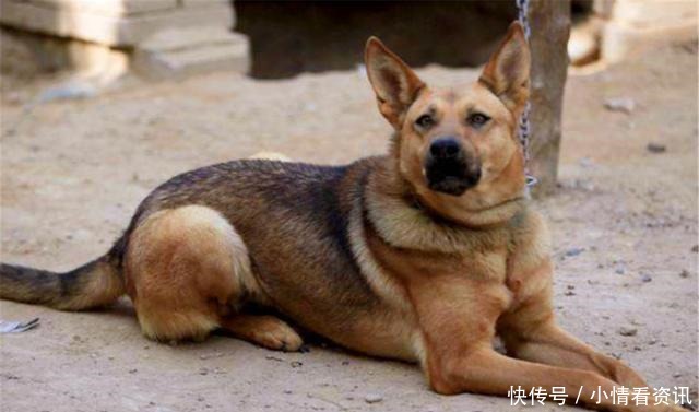  恶狗|古人讲“久病孝子离、家兴出恶狗”，啥意思古人总结得很经典