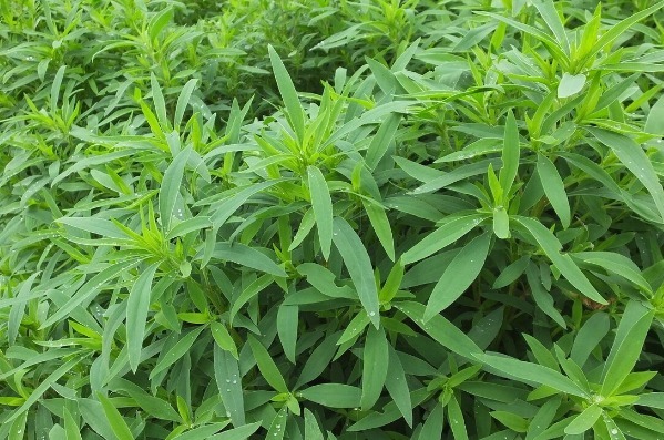 凉拌|65种野菜图片，带你认识不同的野菜和吃法，你想要的野菜这里都有