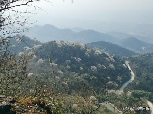 渝北:云龟山中樱花开