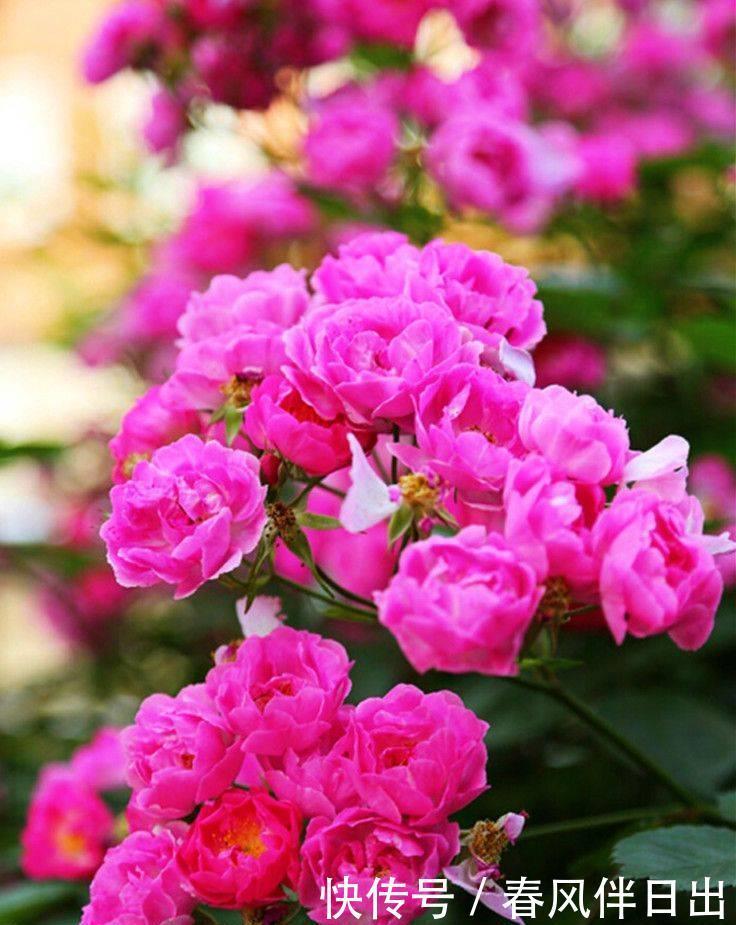 红木香|阳台一定要选择它,那叫一个满园花草