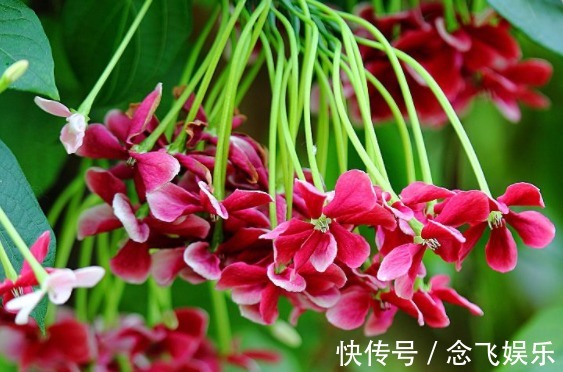 排水|最美的木本花卉,一花多色,漂亮又芳香,红白相映,堪称盆栽佳品