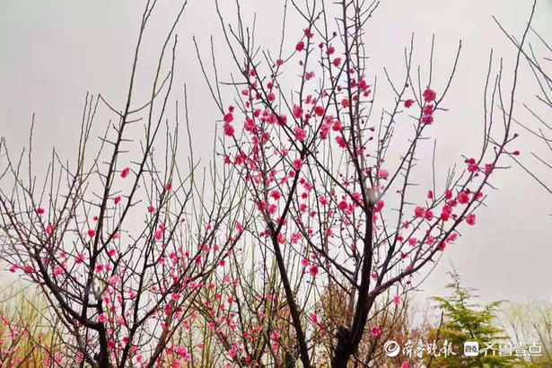 章丘今天早上的小东山公园，雪压梅枝头