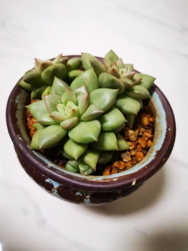 养成一个爱好的重要性和一个养肉人的日常!