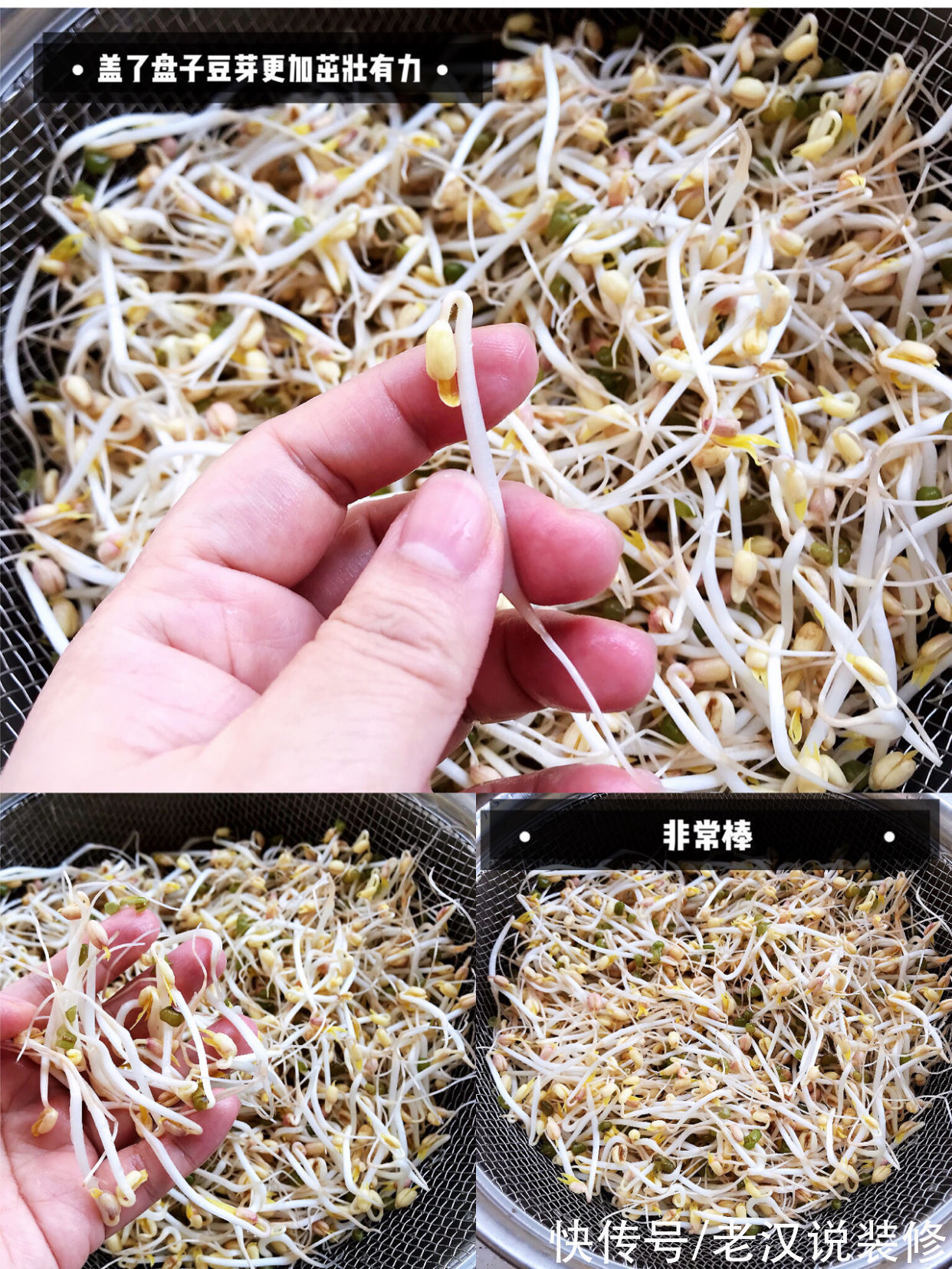 豆芽机|过来人的忠告:这8件家居用品,建议谨慎入手,不实用还积灰
