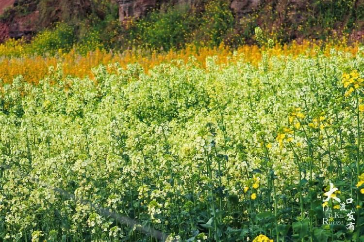迎春花|春暖牛栏坝,花开金鳌山!五彩油菜花你见过吗?
