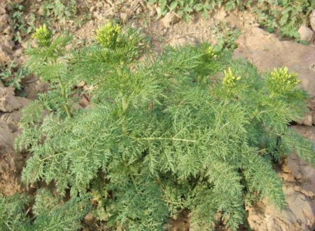 墙角下,有1种野生的“植物”,人称“播娘蒿”,结出的种子珍贵