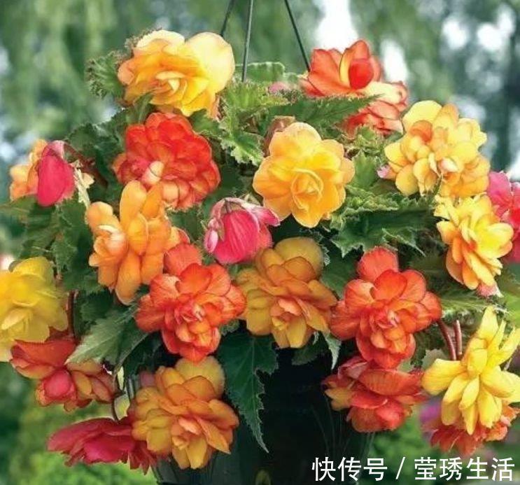 4种“漂亮花”，花色艳、花量大，不用费心，就能长的特别好