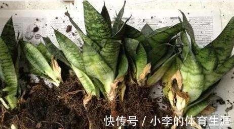 养虎皮兰,教你4点养护,繁殖小技巧,叶片油绿长势快