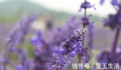 安眠药|失眠不要吃安眠药了，睡前偷偷吃点“它”，让你快速入眠睡得香！