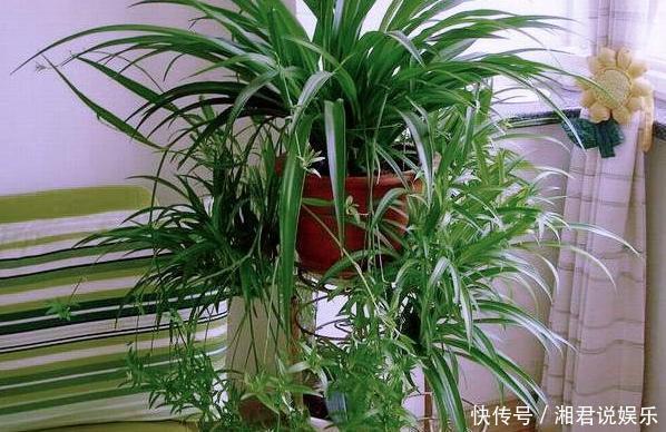 修剪吊兰、发财树、长寿花,就参照割韭菜,半个月一茬刚好!